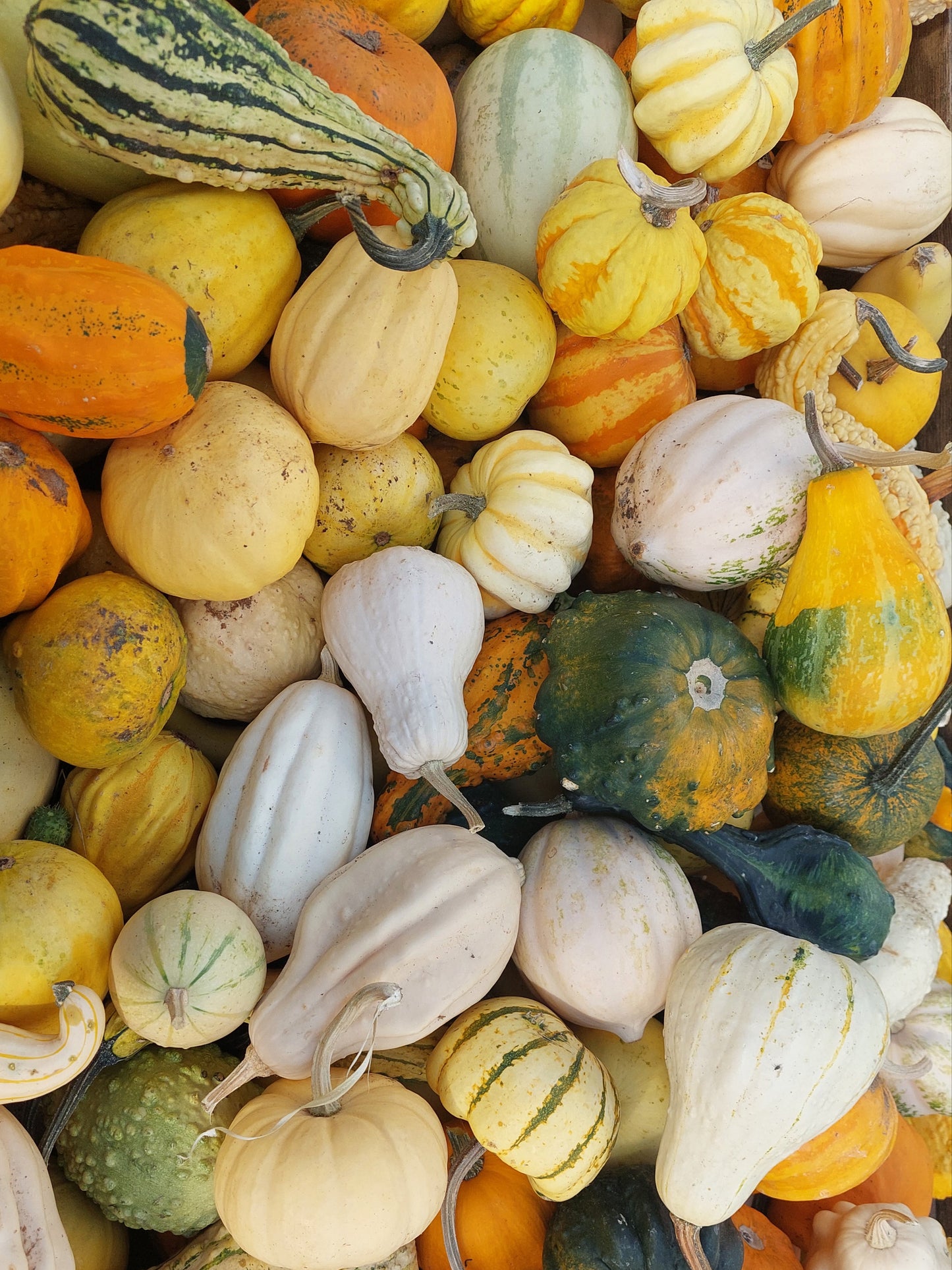Paint Your Pumpkin - Kürbis aus Keramik 24.10.